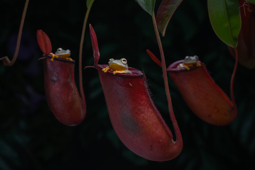 A_Symbiotic_Haven_Tree_Frogs_and_Pitcher_Plants_file_1 (1)